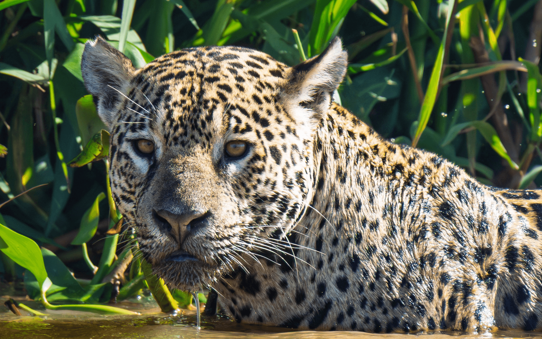 Jaguar in the Northern Pantanal