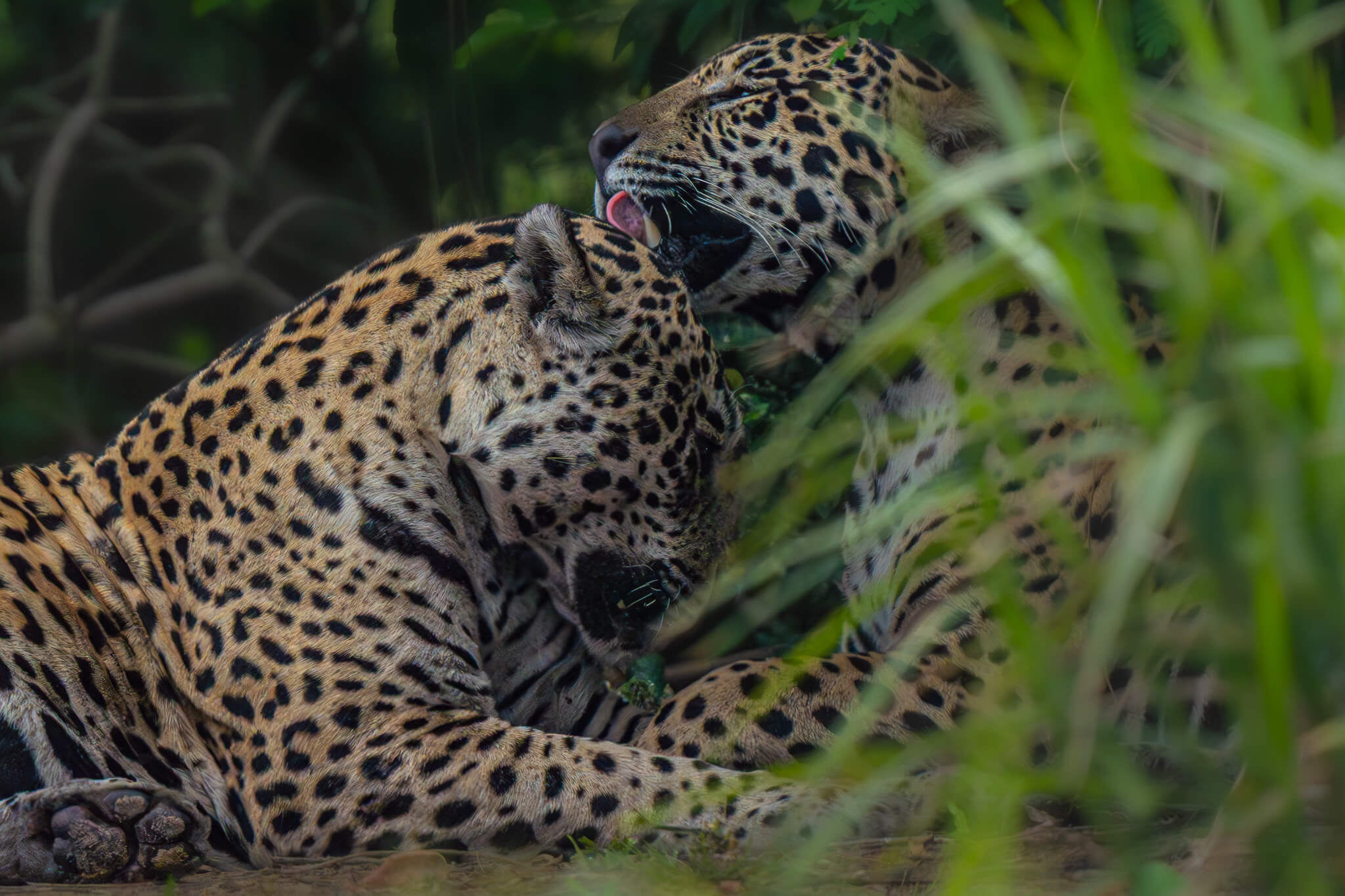 Jaguars in Brazil’s Pantanal